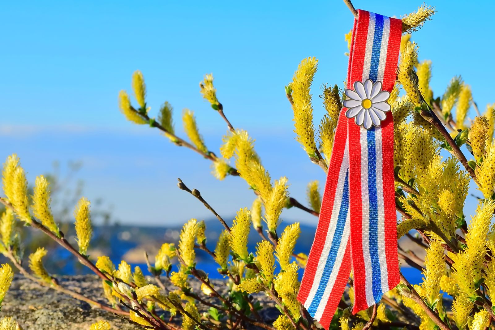 Bilde: 17. mai sløyfe