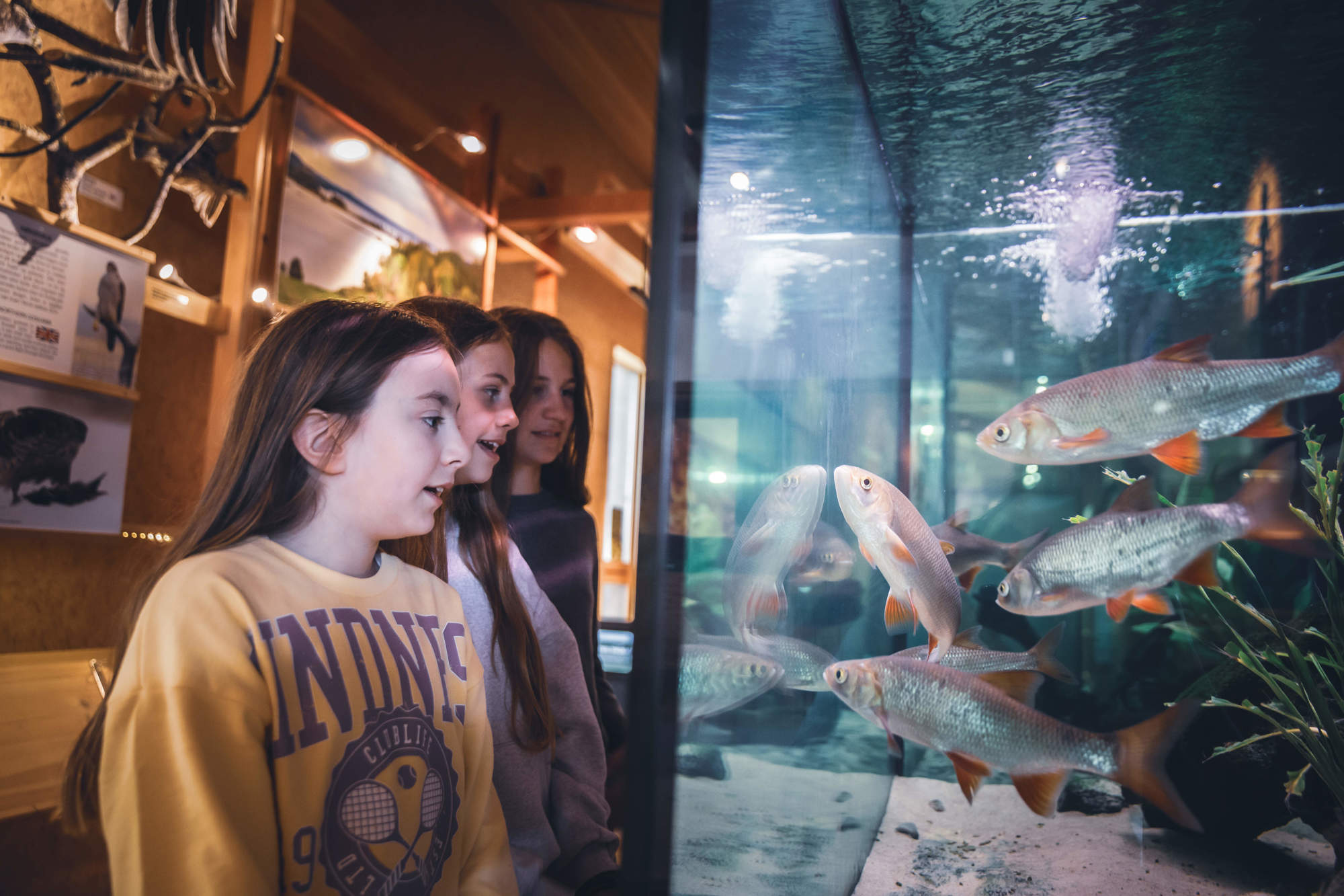 Barn ser på fisk i akvarium. Foto: MiA - Museene i Akershus