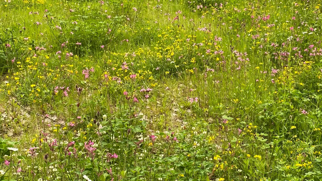 Et felt med villblomster og andre villblomster.