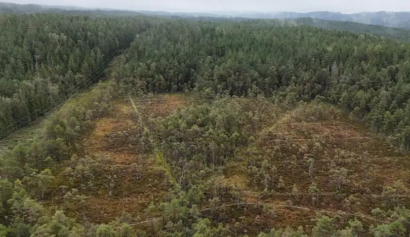 Bildet viser et skogomr&aring;de hvor man kan skimte myrlandskap mellom tr&aelig;rne.