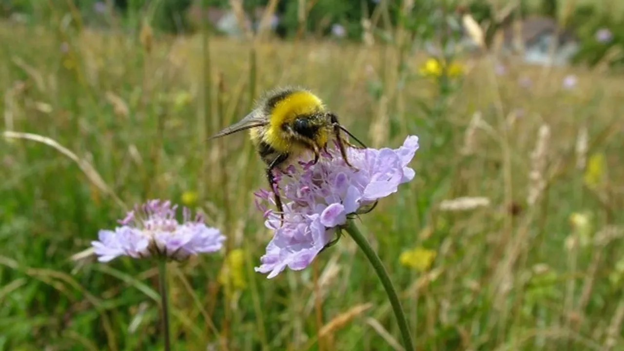 Bilde av humle i blomsterenga