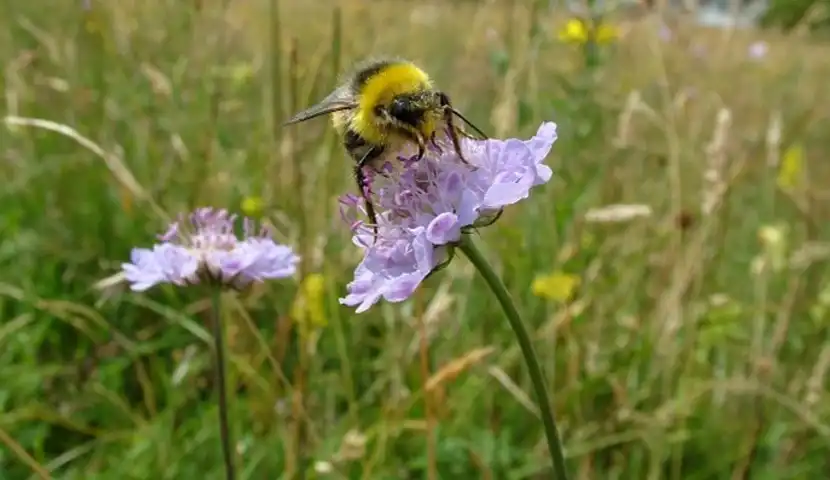 Bilde av humle i blomsterenga