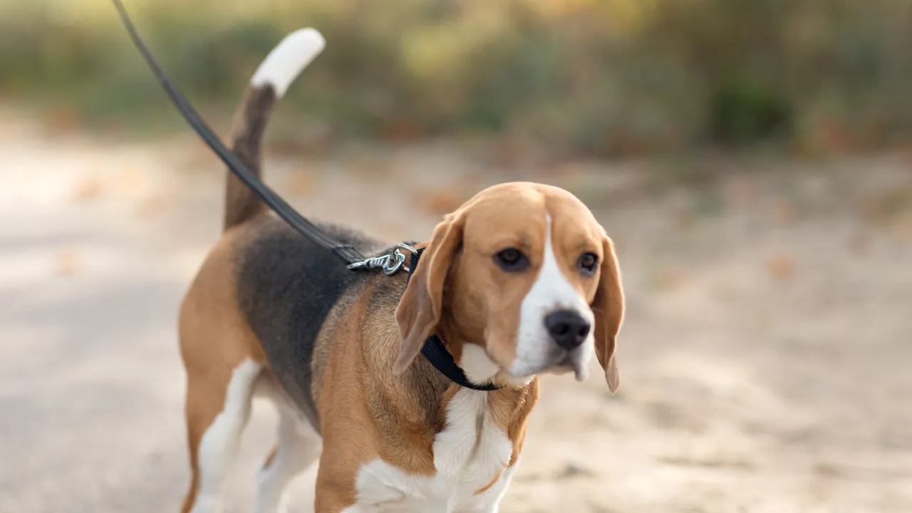 beaglehundsom går ute i bånd.