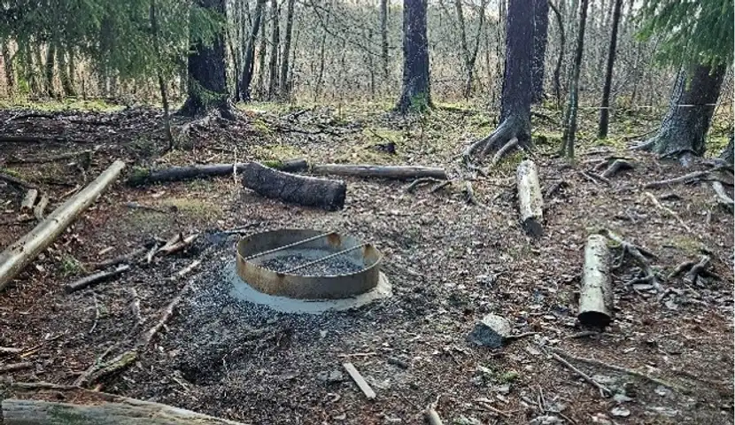 Et skogsområde med bålplass