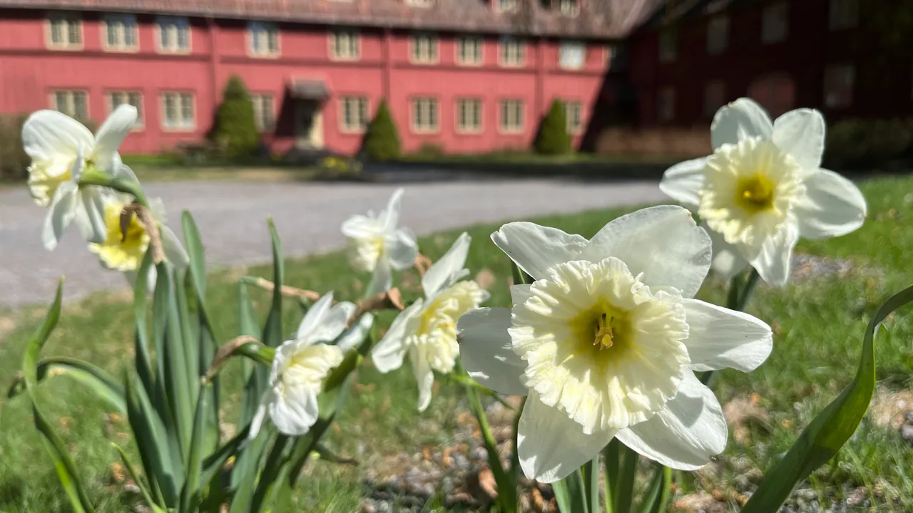 Bilde: Påskeliljer på Blaker skanse.