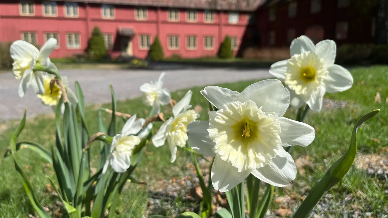 Bilde: Påskeliljer