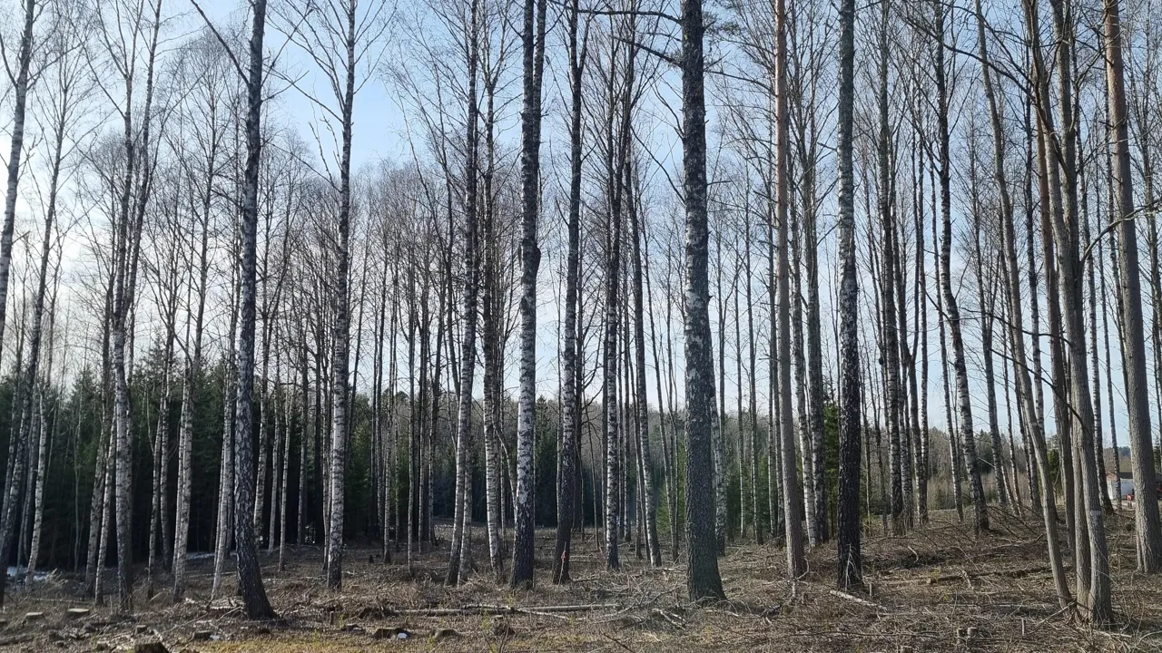 En skog fylt med mange høye trær.
