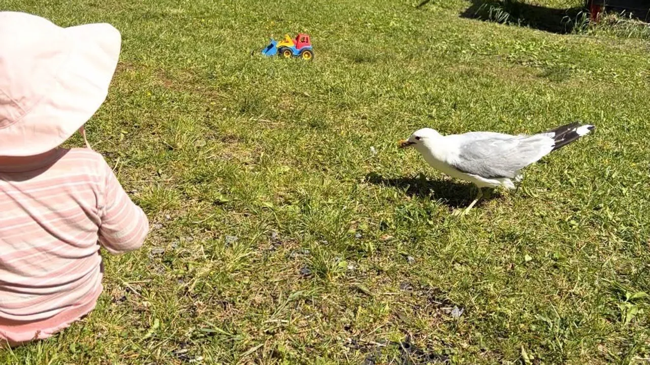 Et barn som ser på en kåke.