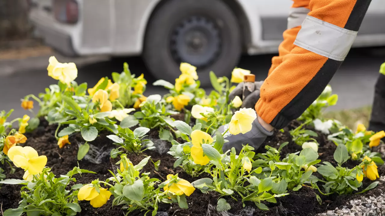 Person som planter blomster ved Nebbursvollen