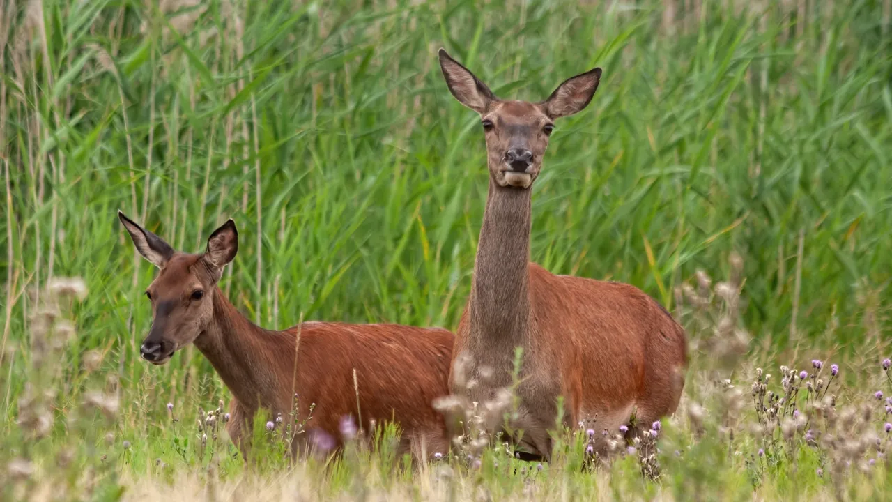 To hjorter som står ved siden av hverandre på et jorde.