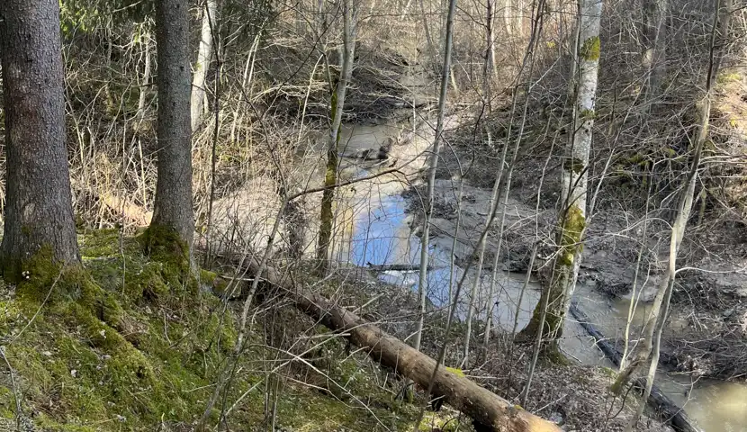 Bekk i en skog.