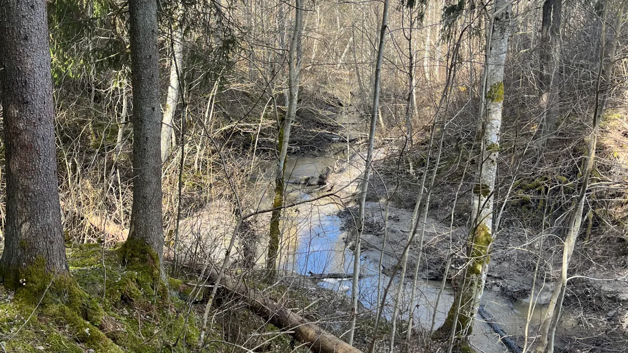 Bekk i en skog.