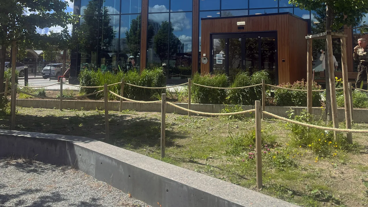 En nysådd eng forran biblioteket i Lillestrøm.