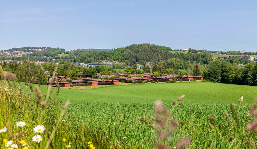 Et grønt felt med bygninger i det fjerne.