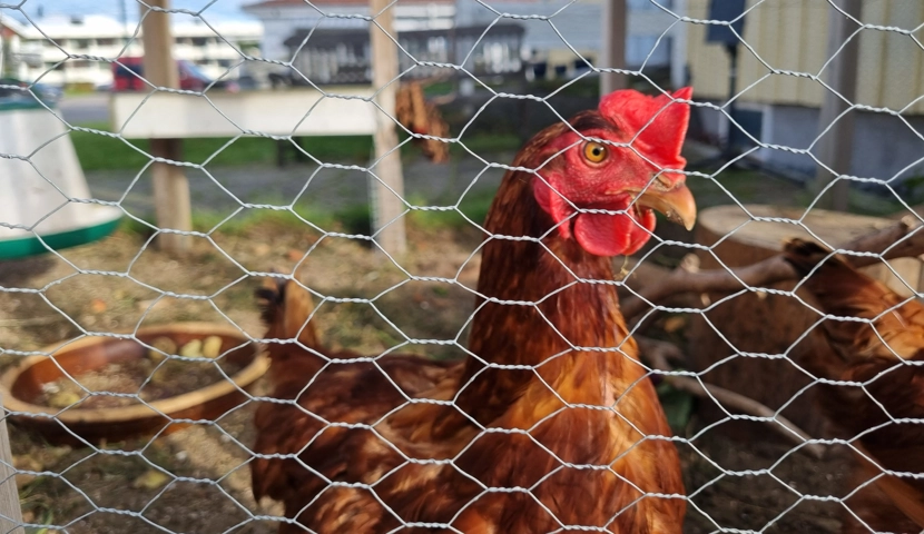 Et nærbilde av en kylling bak et gjerde.