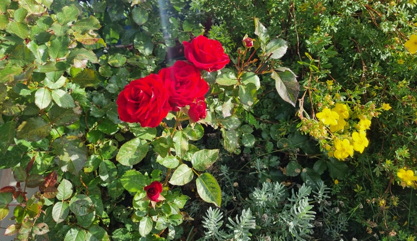 En busk med røde roser og gule blomster.