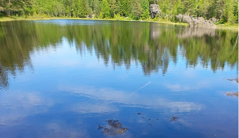 En stor vannmasse omgitt av skog.