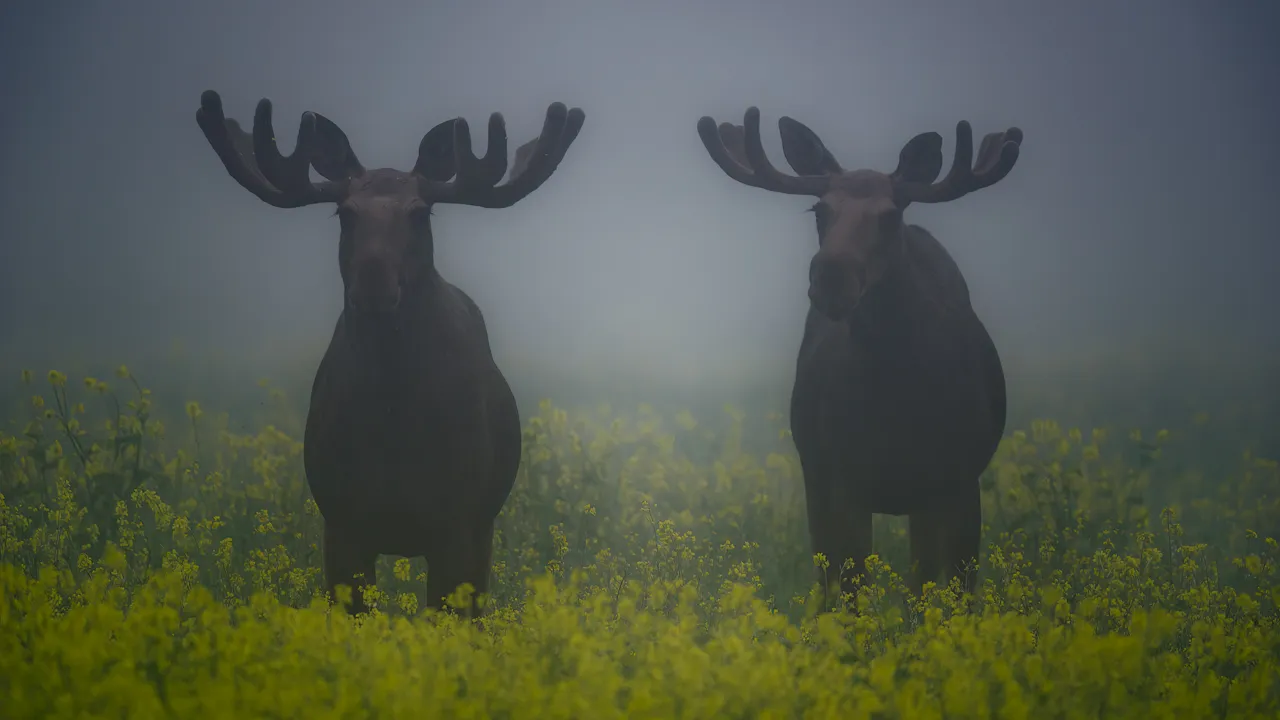 To elger i norsk natur.